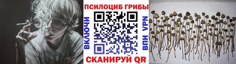 Псилоцибиновые грибы Psilocybine cubensis  Новое Девяткино 